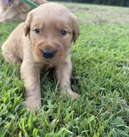 Green collar , a male Golden Retriever for sale in Dickson, TN – 1 of 3