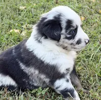 Bandit, a male Miniature Australian Shepherd for sale in Monteagle, TN – 4 of 9