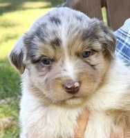 Penny, a female Miniature Australian Shepherd for sale in Monteagle, TN – 2 of 9