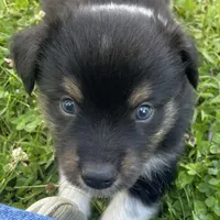 Cole, a male Miniature Australian Shepherd for sale in Monteagle, TN – 3 of 5