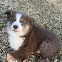 Copper, a male Toy Australian Shepherd for sale in Monteagle, TN – Photo 6 of 8