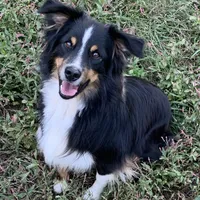 Copper, a male Toy Australian Shepherd for sale in Monteagle, TN – Photo 8 of 8