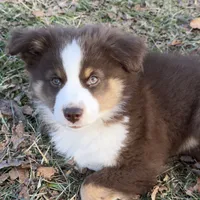 Copper, a male Toy Australian Shepherd for sale in Monteagle, TN – Photo 2 of 8