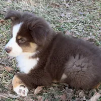 Copper, a male Toy Australian Shepherd for sale in Monteagle, TN – Photo 4 of 8