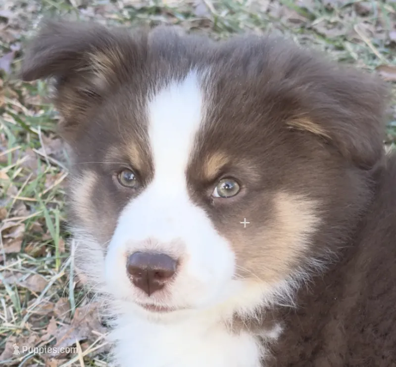 Copper, a male Toy Australian Shepherd for sale in Monteagle, TN – Photo 1 of 8