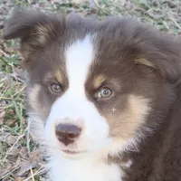 Copper, a male Toy Australian Shepherd for sale in Monteagle, TN – Photo 1 of 8