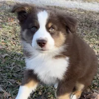 Copper, a male Toy Australian Shepherd for sale in Monteagle, TN – Photo 5 of 8