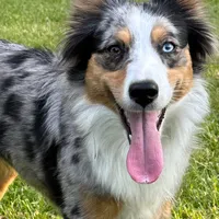 Copper, a male Toy Australian Shepherd for sale in Monteagle, TN – Photo 7 of 8
