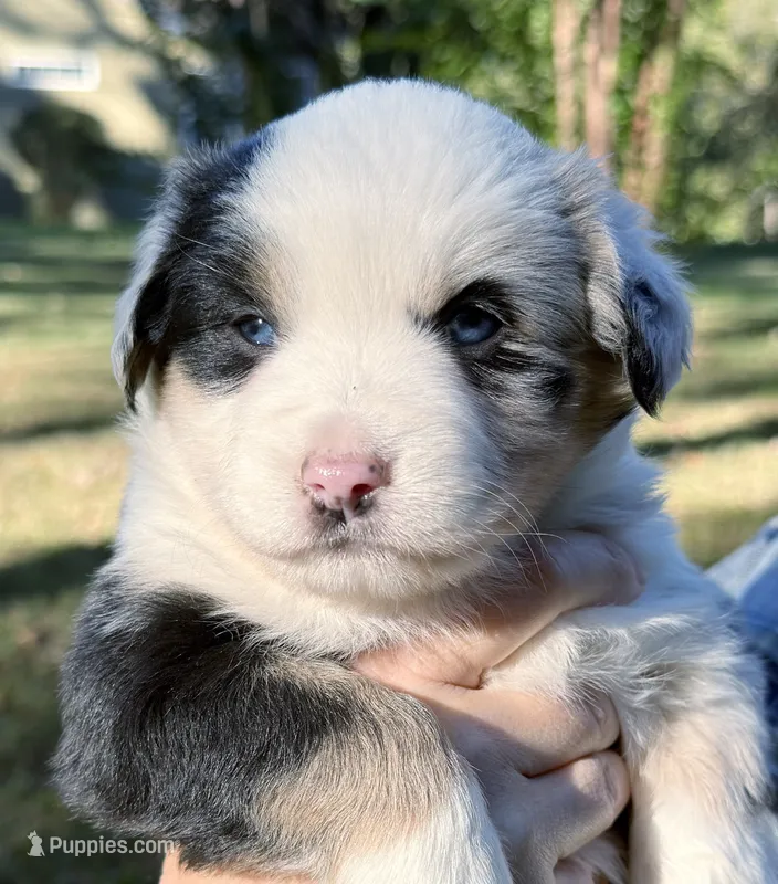Patches – Miniature Australian Shepherd puppy for sale in Monteagle, TN