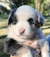 Patches, a female Miniature Australian Shepherd for sale in Monteagle, TN – 4 of 8