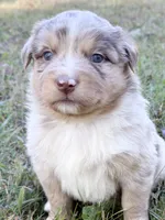 Penny, a female Miniature Australian Shepherd for sale in Monteagle, TN – 5 of 9