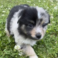 Patches, a female Miniature Australian Shepherd for sale in Monteagle, TN – 2 of 9