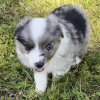 Morpheus, a male Miniature Australian Shepherd for sale in Monteagle, TN – 3 of 6