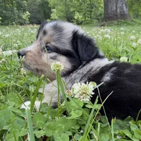 Patches, a female Miniature Australian Shepherd for sale in Monteagle, TN – 4 of 9