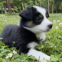 Bandit, a female Miniature Australian Shepherd for sale in Monteagle, TN – 4 of 9