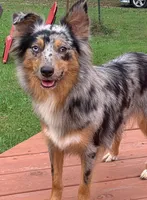 Patches, a female Miniature Australian Shepherd for sale in Monteagle, TN – 9 of 9