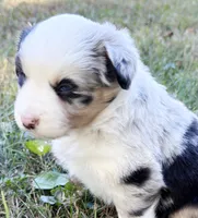 Patches, a female Miniature Australian Shepherd for sale in Monteagle, TN – 7 of 8