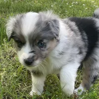 Morpheus, a male Miniature Australian Shepherd for sale in Monteagle, TN – 4 of 6
