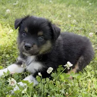 Cole, a male Miniature Australian Shepherd for sale in Monteagle, TN – 2 of 5