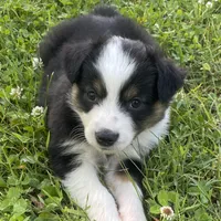 Bandit, a female Miniature Australian Shepherd for sale in Monteagle, TN – 6 of 9