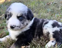 Bandit, a male Miniature Australian Shepherd for sale in Monteagle, TN – 7 of 9