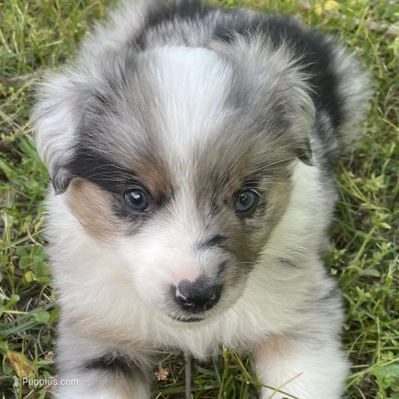 Patch – Miniature Australian Shepherd puppy for sale in Monteagle, TN