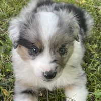 Morpheus, a male Miniature Australian Shepherd for sale in Monteagle, TN – 2 of 6