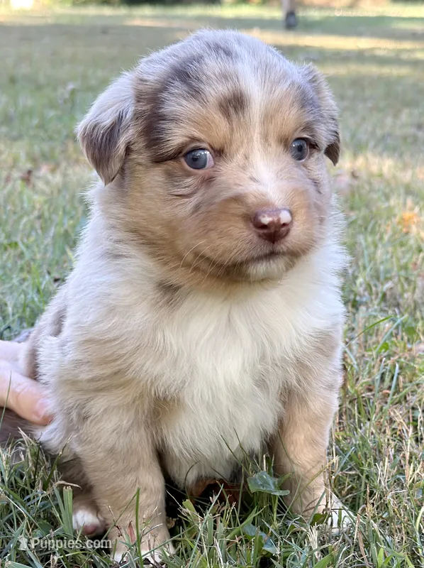 Penny – Miniature Australian Shepherd puppy for sale in Monteagle, TN
