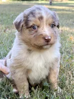 Penny, a female Miniature Australian Shepherd for sale in Monteagle, TN – 1 of 9
