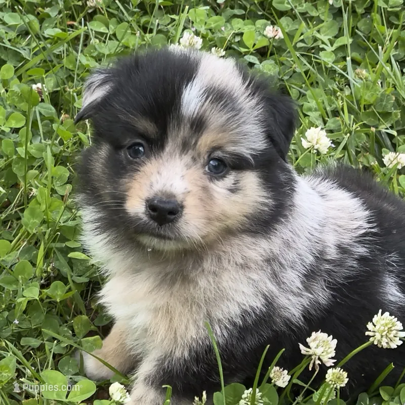 Patches – Miniature Australian Shepherd puppy for sale in Monteagle, TN