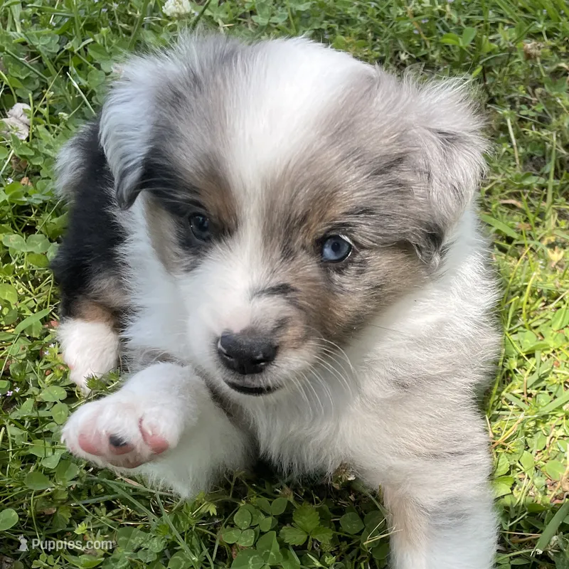 Morpheus – Miniature Australian Shepherd puppy for sale in Monteagle, TN