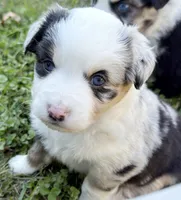 Patches, a female Miniature Australian Shepherd for sale in Monteagle, TN – 6 of 8