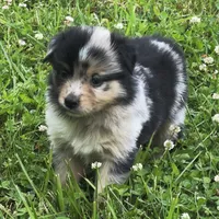 Patches, a female Miniature Australian Shepherd for sale in Monteagle, TN – 5 of 9