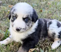 Bandit, a male Miniature Australian Shepherd for sale in Monteagle, TN – 2 of 9