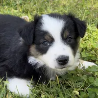 Bandit, a female Miniature Australian Shepherd for sale in Monteagle, TN – 5 of 9