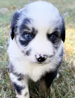 Bandit, a male Miniature Australian Shepherd for sale in Monteagle, TN – 1 of 9
