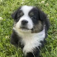 Bandit, a female Miniature Australian Shepherd for sale in Monteagle, TN – 7 of 9