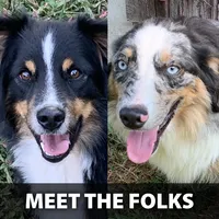 Penny, a female Miniature Australian Shepherd for sale in Monteagle, TN – 9 of 9