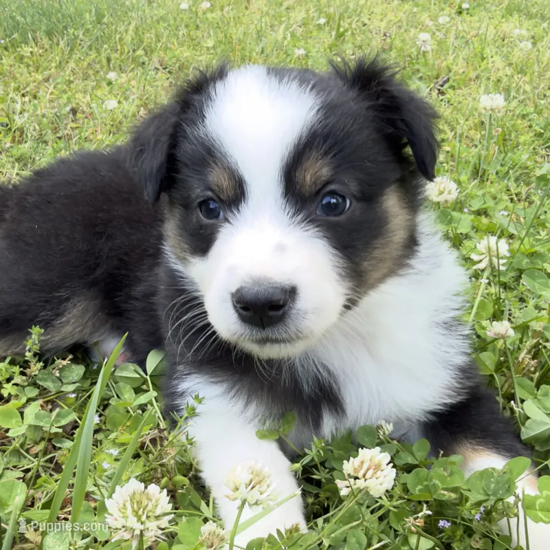 Bandit – Miniature Australian Shepherd puppy for sale in Monteagle, TN