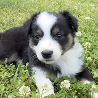 Bandit, a female Miniature Australian Shepherd for sale in Monteagle, TN – 1 of 9