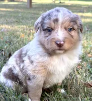Penny, a female Miniature Australian Shepherd for sale in Monteagle, TN – 4 of 9