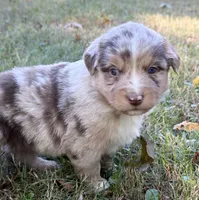 Penny, a female Miniature Australian Shepherd for sale in Monteagle, TN – 6 of 9