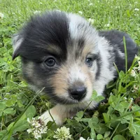 Patches, a female Miniature Australian Shepherd for sale in Monteagle, TN – 6 of 9