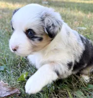 Patches, a female Miniature Australian Shepherd for sale in Monteagle, TN – 5 of 8