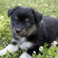 Cole, a male Miniature Australian Shepherd for sale in Monteagle, TN – 1 of 5