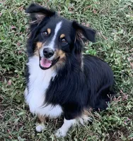 Patches, a female Miniature Australian Shepherd for sale in Monteagle, TN – 8 of 9