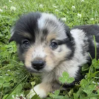 Patches, a female Miniature Australian Shepherd for sale in Monteagle, TN – 7 of 9