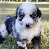 Bandit, a male Miniature Australian Shepherd for sale in Monteagle, TN – 8 of 9