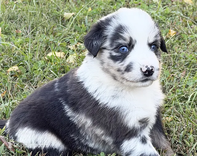Bandit – Miniature Australian Shepherd puppy for sale in Monteagle, TN