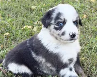 Bandit, a male Miniature Australian Shepherd for sale in Monteagle, TN – 3 of 9